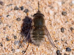 Dischistus atlanticus