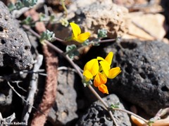 Lotus lancerottensis
