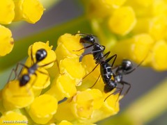 Camponotus feae