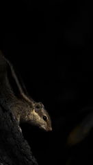 Funambulus pennantii