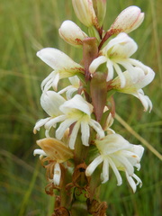 Satyrium sphaerocarpum