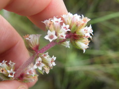 Crassula obovata