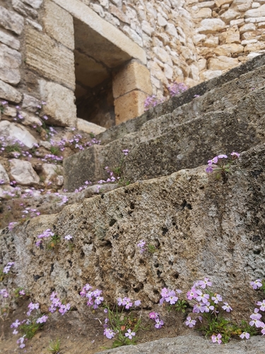 Malcolmia maritima iNat (3)