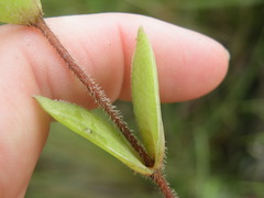 Crassula obovata