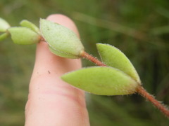 Crassula obovata
