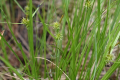 Carex flava