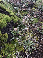 Oritrophium peruvianum