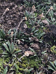 Oritrophium peruvianum