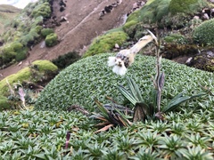 Oritrophium peruvianum