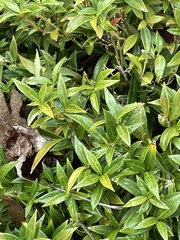 Osmanthus heterophyllus