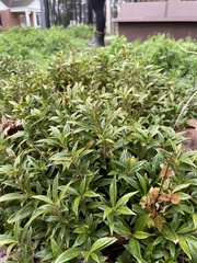 Osmanthus heterophyllus