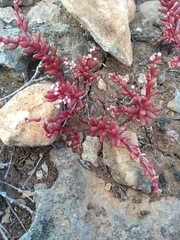 Sedum microcarpum