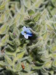 Alkanna strigosa