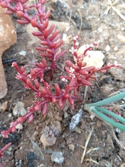 Sedum microcarpum