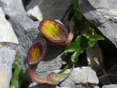 Aristolochia sempervirens