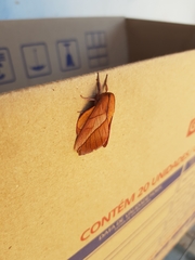 Oiticella convergens