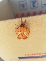 Oiticella convergens