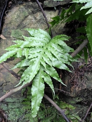 Leptochilus ellipticus