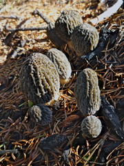 Morchella exuberans