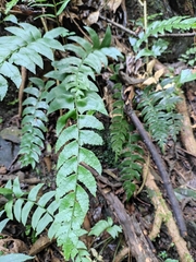 Polystichum balansae