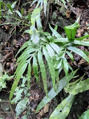 Leptochilus ellipticus