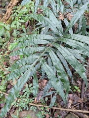 Leptochilus ellipticus
