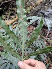Leptochilus ellipticus