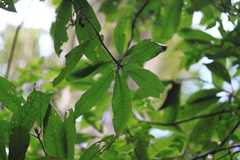 Lindera megaphylla