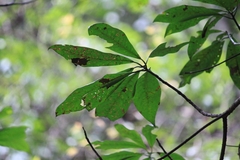 Lindera megaphylla