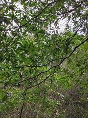 Lindera megaphylla