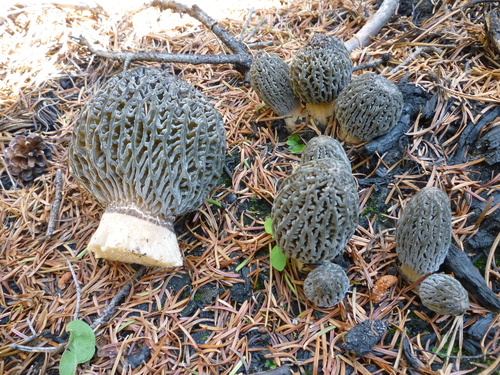 Morchella exuberans