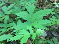 Hydrophyllum tenuipes