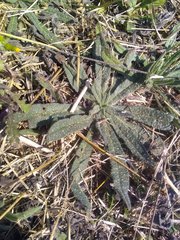 Echium vulgare pustulatum