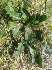 Rumex pulcher woodsii