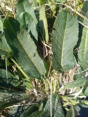 Rumex pulcher woodsii