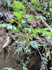 Selaginella doederleinii