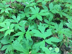 Hydrophyllum tenuipes