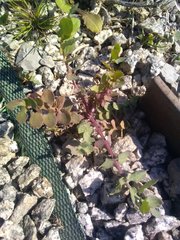 Sonchus tenerrimus tenerrimus