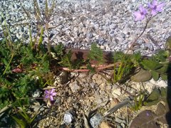 Erodium cicutarium cicutarium