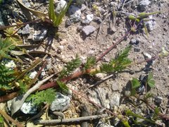 Erodium cicutarium cicutarium