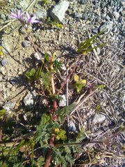 Erodium cicutarium cicutarium
