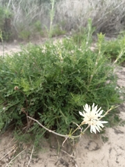 Pycnocomon rutifolium