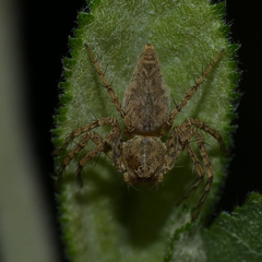 Oxyopes schenkeli