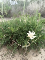 Pycnocomon rutifolium