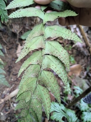 Polystichum balansae