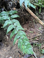 Polystichum balansae