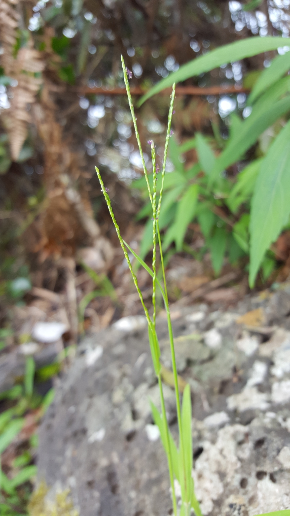 (c) François Rousseu, certains droits réservés (CC BY-NC) https://www.inaturalist.org/observations/108252697