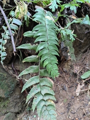 Polystichum balansae