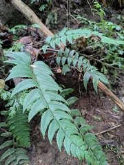 Polystichum balansae