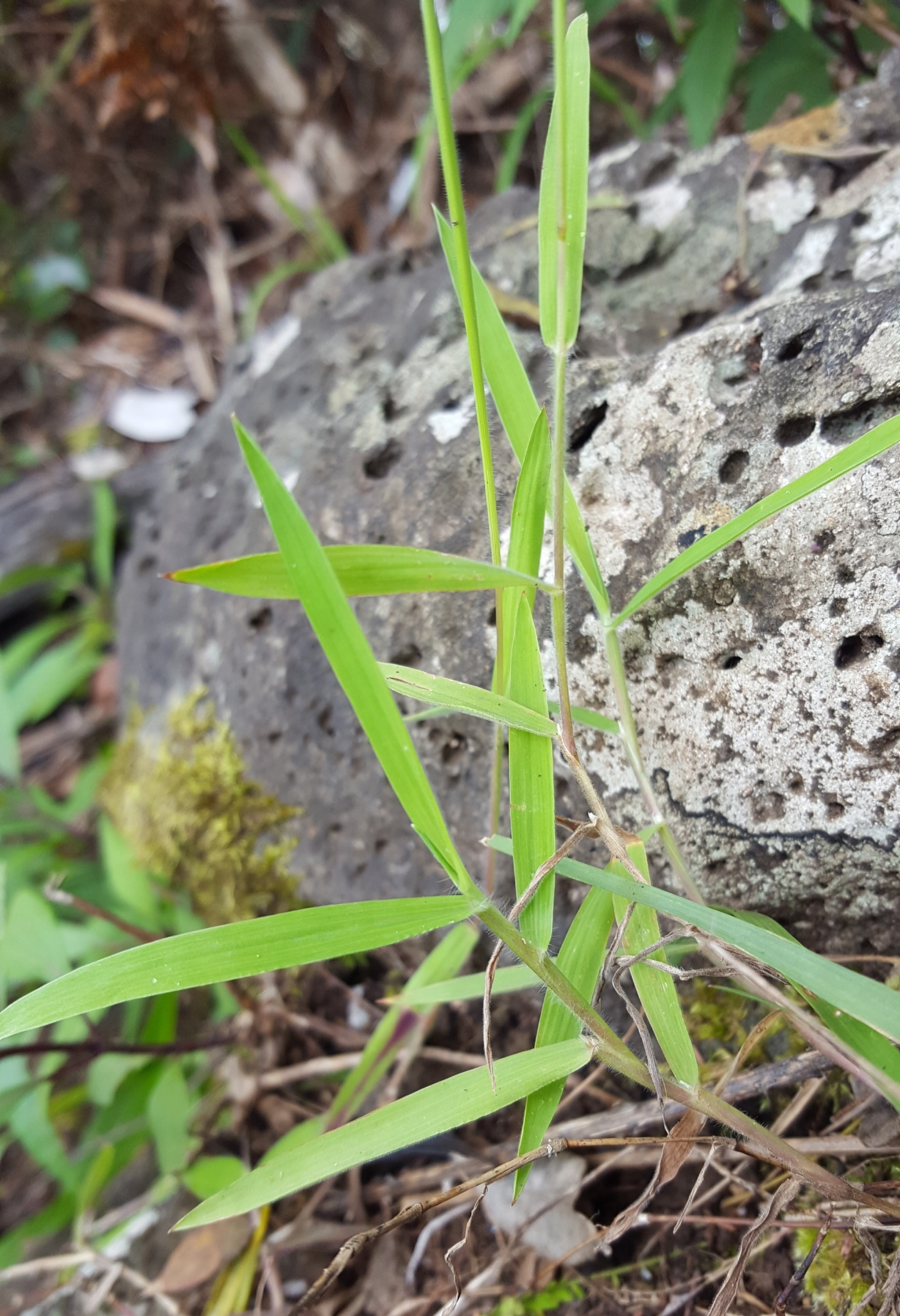 (c) François Rousseu, certains droits réservés (CC BY-NC) https://www.inaturalist.org/observations/108252697